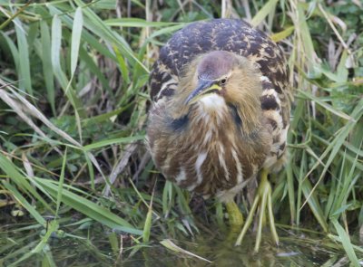 American Bittern