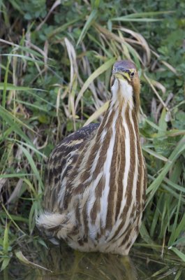 American Bittern