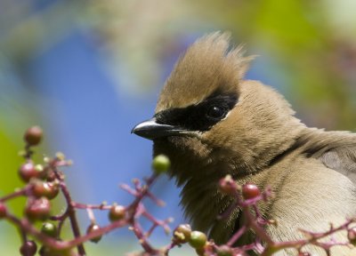 Waxwings