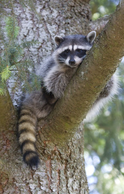 Racoon