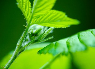 Green fantasy