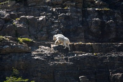 Wildlife in Glacier National Park