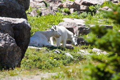 Wildlife in Glacier National Park