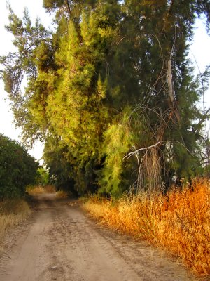 Country stroll.