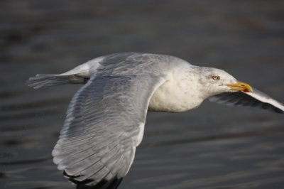 Herring Gull(Larus argentatus)