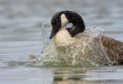 Canada Goose(Branta canadensis)