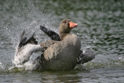 Greylag Goose (Anser anser)