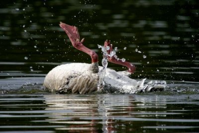 Greylag Goose (Anser anser)