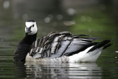 Bernacle Goose (Branta leucopsis)