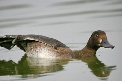 Tufted Duck.Female (Aythya fuligula)