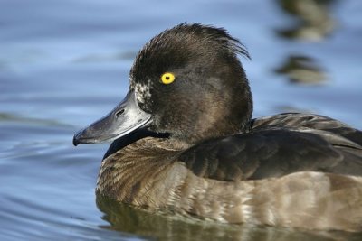 Tufted Duck.Male ( Aythya fuligula)