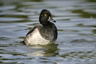 Tufted Duck.Male ( Aythya fuligula)