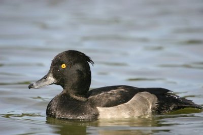 Tufted Duck.Male ( Aythya fuligula)