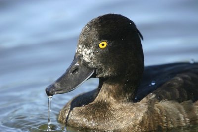 Tufted Duck.Male ( Aythya fuligula)