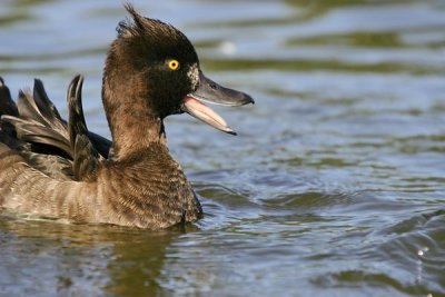 Tufted Duck.Female ( Aythya fuligula)