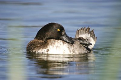 Tufted Duck.Male ( Aythya fuligula)