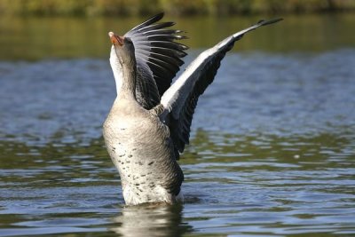 Greylag Goose (Anser anser)