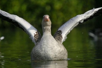 Greylag Goose (Anser anser)