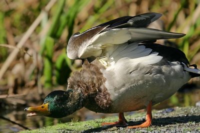 Mallard (Anas platyrhynchos)