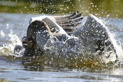 Greylag Goose (Anser anser)