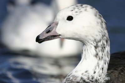 Snow Goose (Anser caerulescens)