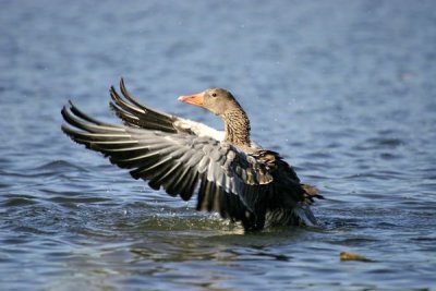 Greylag Goose (Anser anser)