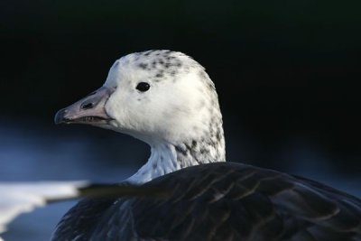 Snow Goose (Anser caerulescens)