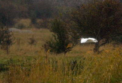 Great Egret, Parbong, land