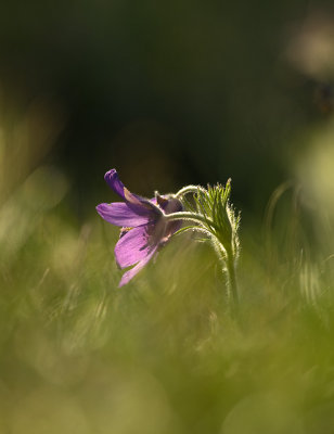 Backsippa (Pulsatilla vulgaris), Uppland