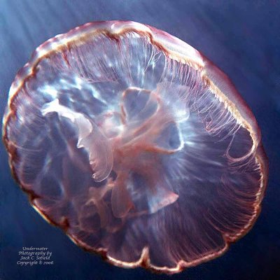 Inside A Jellyfish