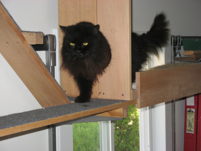 cat_stairs