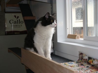 all cats love window seats