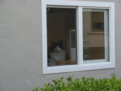 looking out at the world