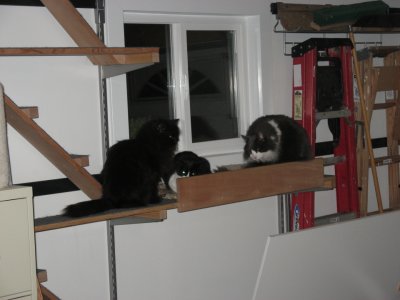 for 3 cats