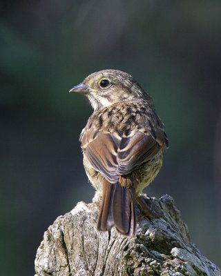 Song Sparrow