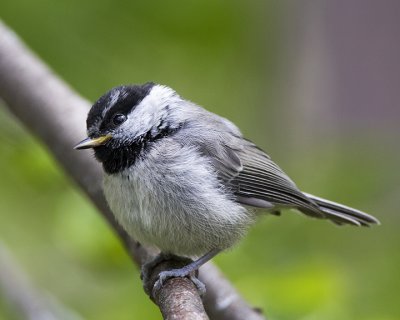 Mountain Chickadee (fledgling)