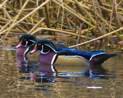 Wood Ducks