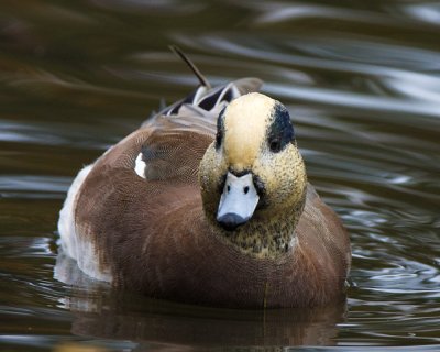 American Wigeon