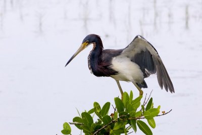 Birds of Florida