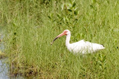 White Ibis _DSC24455 8x12dpi300_resize.jpg