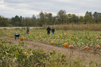 Pick your own pumpkin patch, Shenandoah County, VA