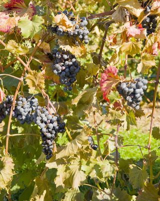Cave Ridge Vineyard