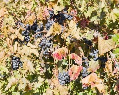 Cave Ridge Vineyard