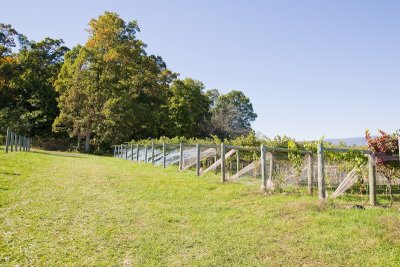 Cave Ridge Vineyard