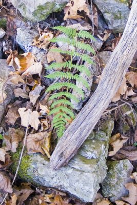 Above Millertown Road, Shenandoah Co., VA