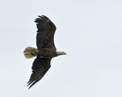 Bald Eagle (Haliaeetus leucocephalus)