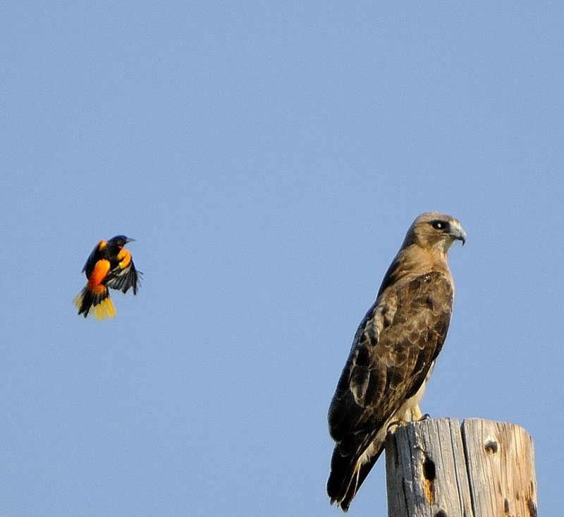 Ignoring Baltimore Oriole