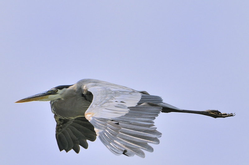 Blue Heron FlyBy