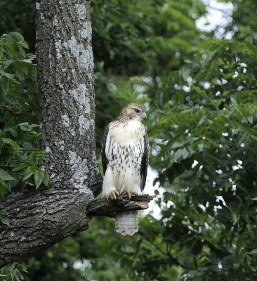 Redtail in the Forest