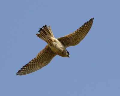 Kestrel Diving